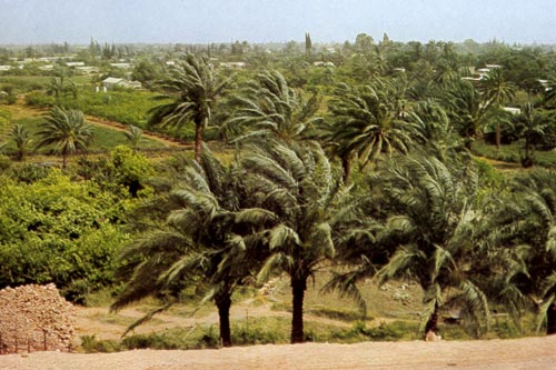 De oase van Jericho met de vele palmbomen