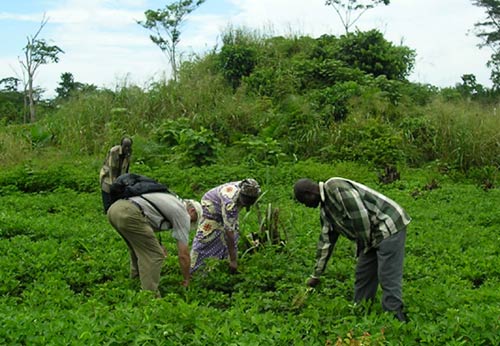boeren aan het werk voor het Caritas-project