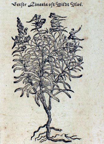 Vlaskruid (Rembert Dodoens, 'Cruyde Boeck' (1554)