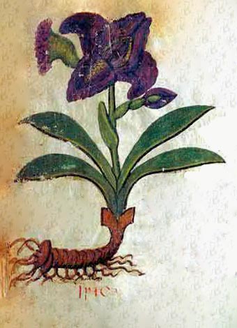 Iris (Dioscorides, 'Materia medica')