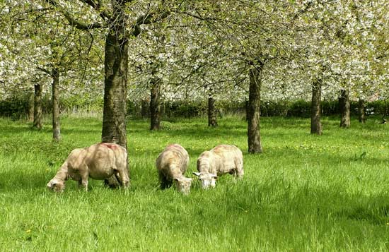 Boomgaard in bloei met grazende geiten in de wei.