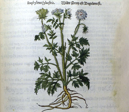 Beschrijving van de wilde peen (vogelnestje) in het Cruyde Boeck van Rembert Dodoens (1554)