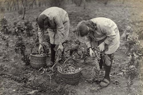 twee leerlingen oogsten spruiten op het veld (1935)
